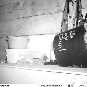 Waschbär#4