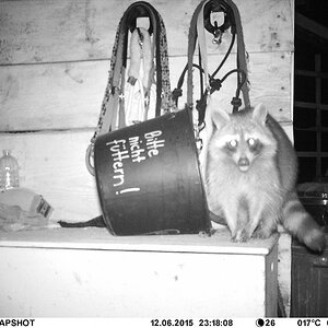 Waschbär#5