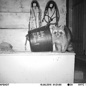 Waschbär#6