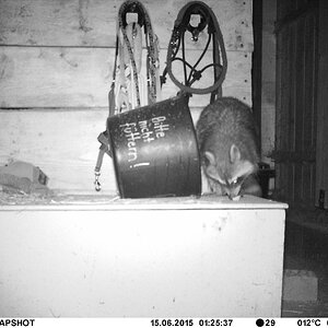 Waschbär#7
