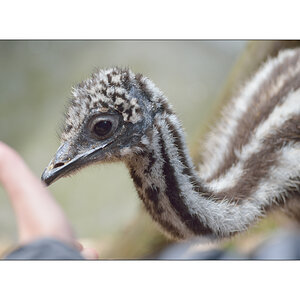 ZooPZ1 6737