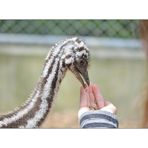 ZooPZ1 6723