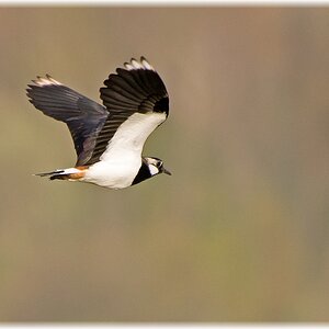 D71 7591 Kibitz Eiderstedt II