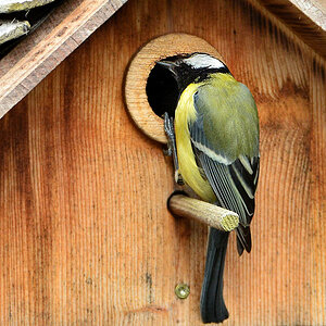 DSC 4618 Nest Kopie