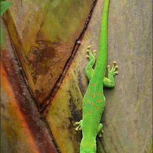 DSC 11490   Zoo Zürich Gecko