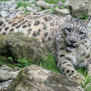 DSC 11528   Zoo Zürich Schneeleopard