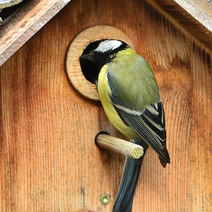 DSC 4624 Nest