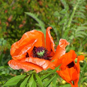 Blume 004