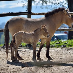 Przewalski Pferd 042015