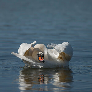 Schwan
Weiher bei Dechsendorf