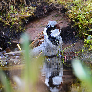 DSC 4813 Spatz