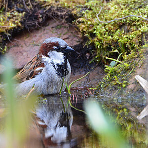 DSC 4814 Spatz