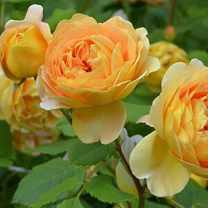Blume 007