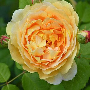 Blume 006