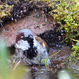 DSC 4817 Spatz