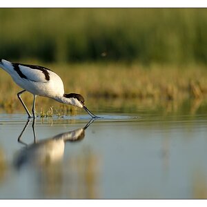 comp  HST 1255