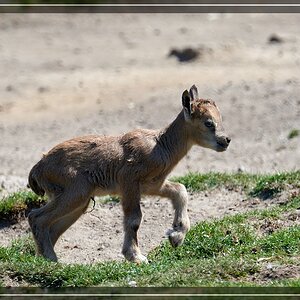 ISO 500, 1/800 s, f/9, 600 mm.