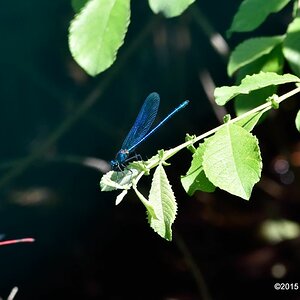 Libelle blau