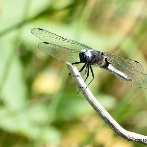 Dicke Libelle