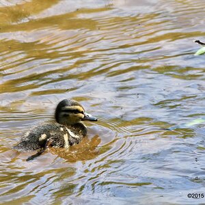babyduck3
