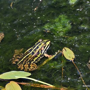 frog2