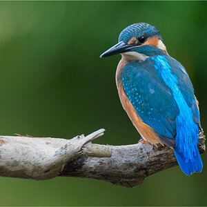 Eisvogel 0904
