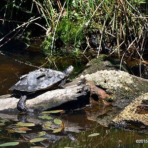 turtle