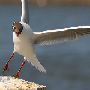 Möwe DSC 2913 crop100 ungeschärft