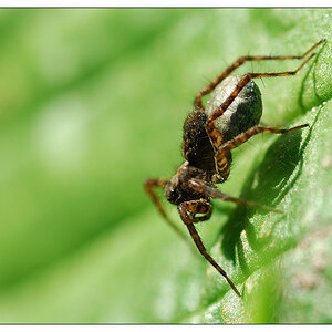 NC spinne