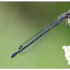 NC libelle1