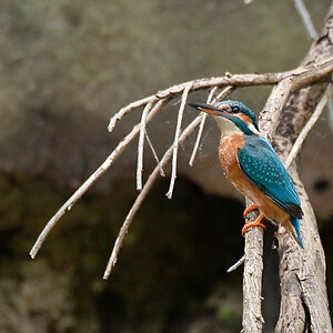 Eisvogel3