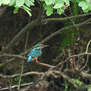 Eisvogel4