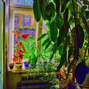 fenster mit pflanzen