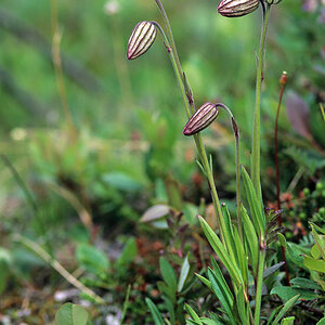 Blumenraten 2
