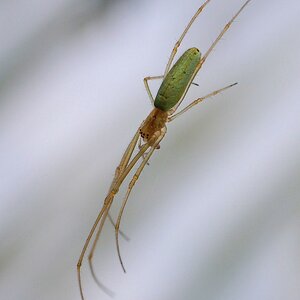 Spinne