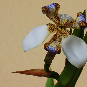 nf f 001