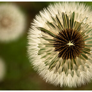 Pusteblume