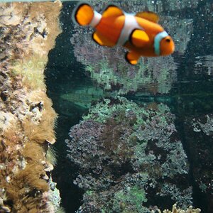 Nemo