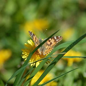Schmetterling