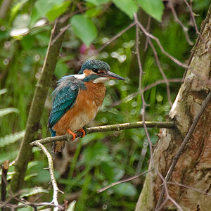 Eisvogel6