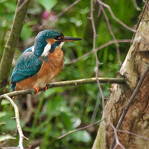 Eisvogel7