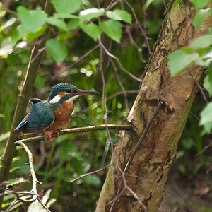 Eisvogel8