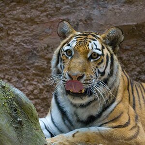 fc tiger