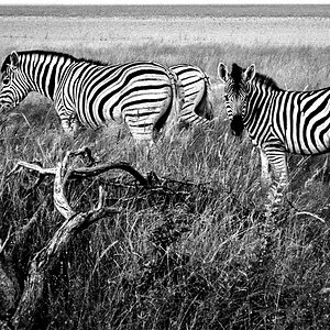 zebras bearb sw web