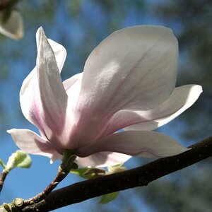 Magnolienblüte 4