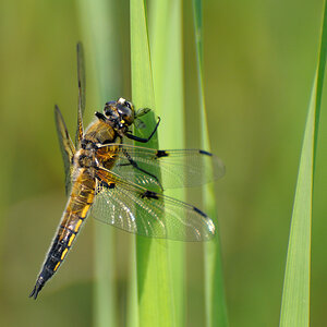 Libelle