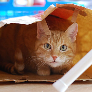 Tommy versteckt sich