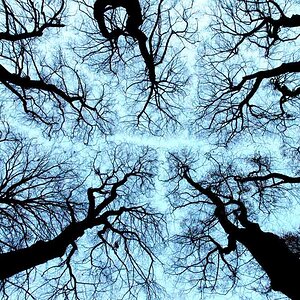 baum
