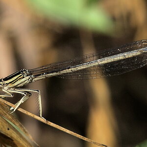 Libelle 003