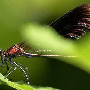 Libelle 002